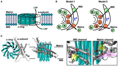 Rotational Mechanism of FO Motor in the F-Type ATP Synthase Driven by the Proton Motive Force